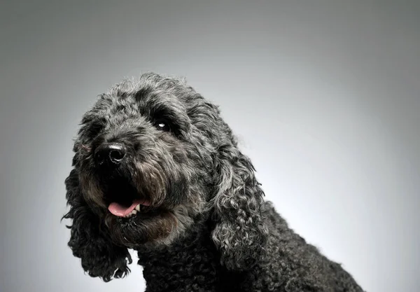 Portrait of an adorable pumi looking curiously at the camera - isolated on grey background — Zdjęcie stockowe