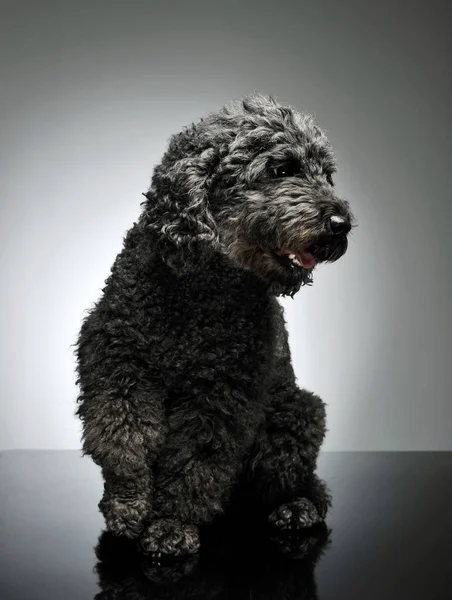 Studio shot of an adorable pumi looking curiously - isolated on grey background — Φωτογραφία Αρχείου