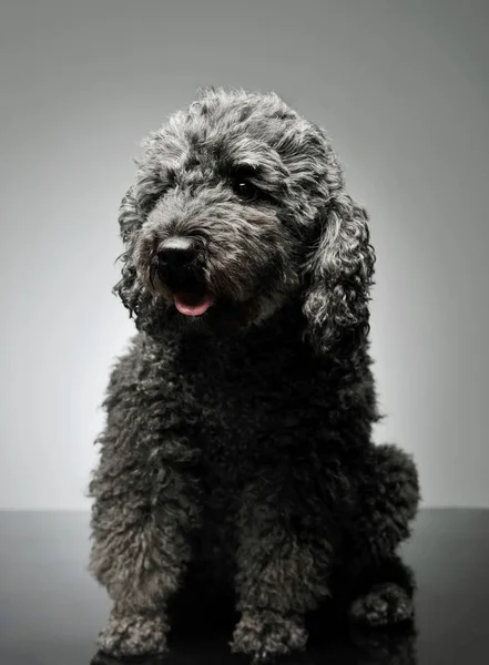 Studio shot of an adorable pumi looking curiously - isolated on grey background — Φωτογραφία Αρχείου