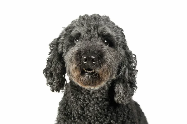 Retrato de un adorable pumi mirando curiosamente a la cámara - aislado sobre fondo blanco —  Fotos de Stock