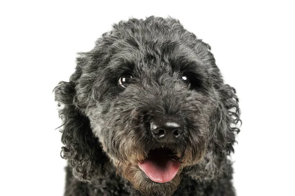 Portrait of an adorable pumi looking curiously at the camera - isolated on white background — 图库照片