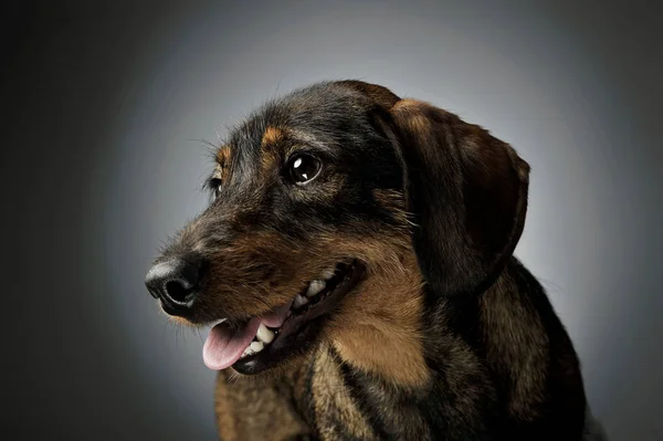 Portrait of an adorable wire-haired Dachshund looking satisfied — Zdjęcie stockowe