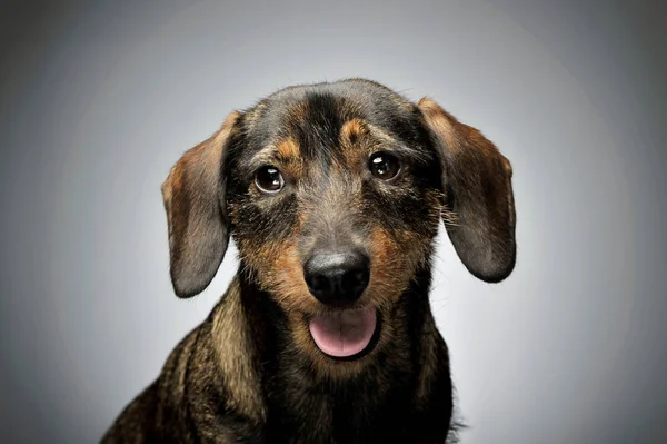 Portrait of an adorable wire-haired Dachshund looking curiously at the camera — Zdjęcie stockowe