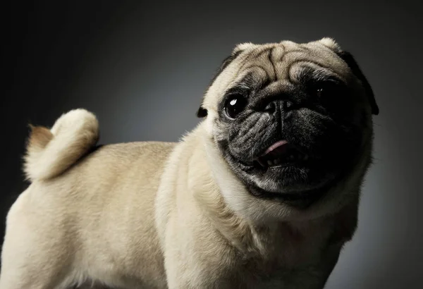 Studio shot of an adorable Pug standing and looking curiously at the camera - isolated on grey background — Stockfoto