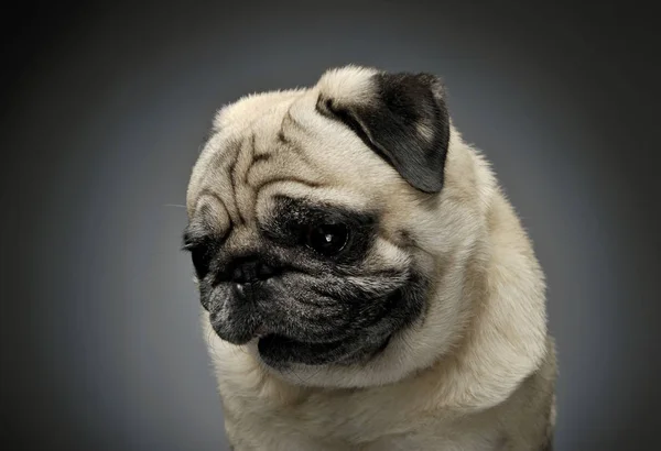 Retrato de um Pug adorável que parece triste - isolado em fundo cinza — Fotografia de Stock
