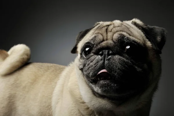 Portrait of an adorable Pug standing and looking curiously - isolated on grey background — Stockfoto