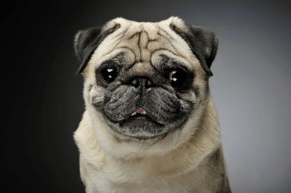 Portrait of an adorable Pug looking curiously at the camera - isolated on grey background. — Stockfoto