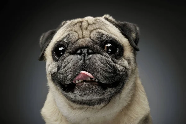 Retrato de um adorável Pug olhando curiosamente para a câmera - isolado em fundo cinza . — Fotografia de Stock