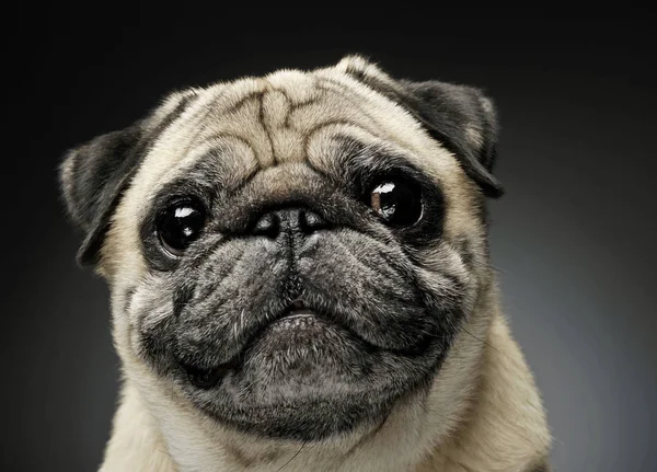 Retrato de um adorável Pug olhando curiosamente para a câmera - isolado em fundo cinza . — Fotografia de Stock