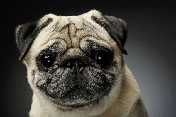 Portrait of an adorable Pug looking curiously at the camera - isolated on grey background. — Stockfoto