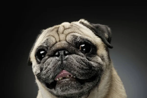 Retrato de um adorável Pug olhando curiosamente para a câmera - isolado em fundo cinza . — Fotografia de Stock