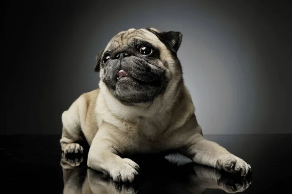 Studio shot of an adorable Pug lying and looking curiously at the camera - isolated on grey background — Stockfoto