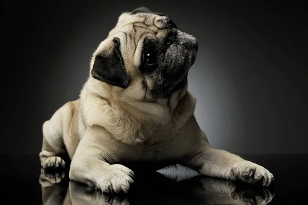 Studio shot of an adorable Pug lying and looking up curiously - isolated on grey background — Stock Fotó