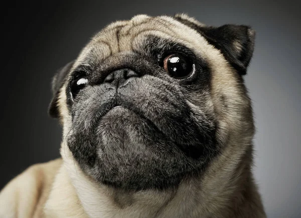 Retrato de un adorable Pug mirando curiosamente a la cámara - aislado sobre fondo gris . —  Fotos de Stock