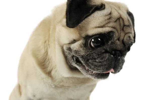 Retrato de um Pug adorável olhando triste - tiro de estúdio, isolado em fundo branco — Fotografia de Stock