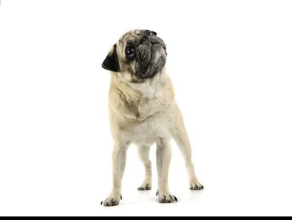 Studio shot of an adorable Pug standing and looking up curiously - isolated on white background — Stockfoto