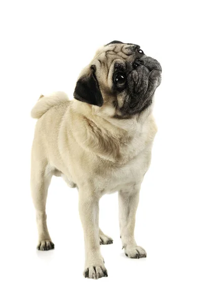 Estúdio tiro de um Pug adorável de pé e olhando para cima curiosamente - isolado em fundo branco — Fotografia de Stock