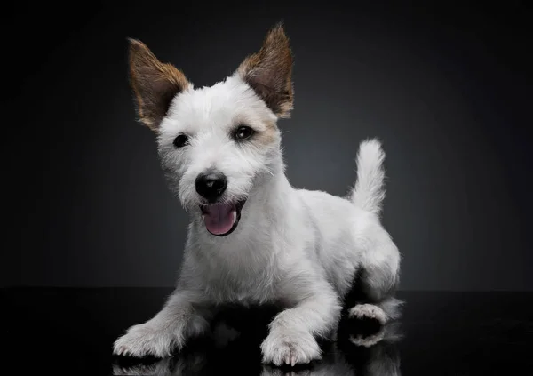 Estúdio tiro de um filhote de cachorro terrier adorável deitado e olhando satisfeito - isolado em fundo cinza — Fotografia de Stock