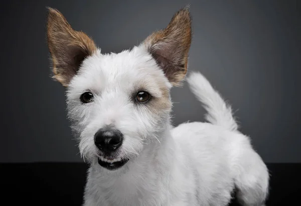 Retrato de un adorable cachorro terrier mirando curiosamente a la cámara - aislado sobre fondo gris . — Foto de Stock