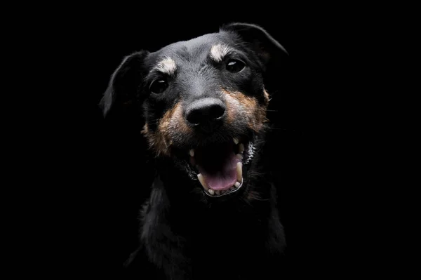 Portrait of an adorable Deutscher Jagdterrier looking curiously at the camera - isolated on black background — Zdjęcie stockowe
