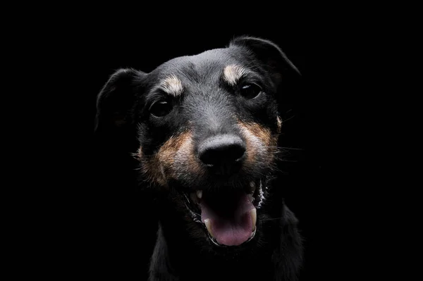 Porträt eines entzückenden deutschen Jagdterriers, der neugierig in die Kamera blickt - isoliert auf schwarzem Hintergrund — Stockfoto