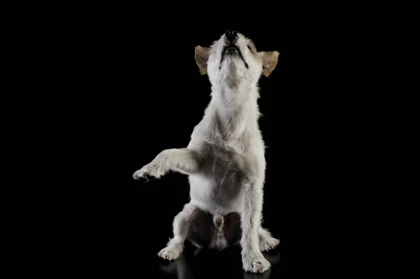 Studio shot of an adorable terrier puppy sitting and lifting his front leg - isolated on black background — Φωτογραφία Αρχείου