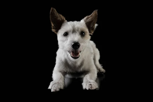 Studioaufnahme eines entzückenden Terrier-Welpen, der liegt und neugierig in die Kamera blickt - isoliert auf schwarzem Hintergrund — Stockfoto