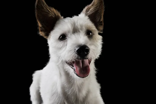 Portrait of an adorable terrier puppy looking curiously at the camera - isolated on black background — Φωτογραφία Αρχείου