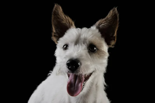 Retrato de un adorable cachorro terrier mirando curiosamente a la cámara - aislado sobre fondo negro —  Fotos de Stock