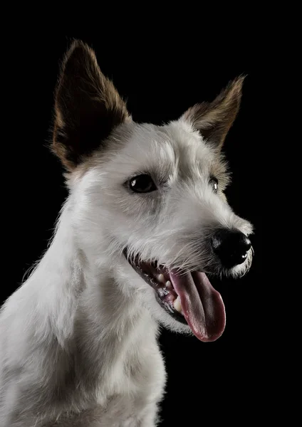 Portrait of an adorable terrier puppy looking satisfied - isolated on black background — Φωτογραφία Αρχείου