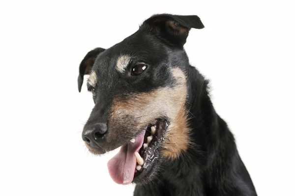 Retrato de um adorável Deutscher Jagdterrier parecendo satisfeito - isolado em fundo branco — Fotografia de Stock