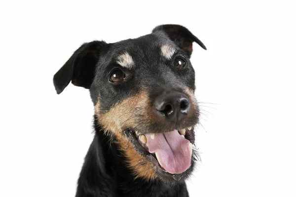 Portrait of an adorable Deutscher Jagdterrier looking curiously at the camera - isolated on white background — Φωτογραφία Αρχείου