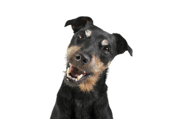 Portrait of an adorable Deutscher Jagdterrier looking curiously at the camera - isolated on white background — Φωτογραφία Αρχείου