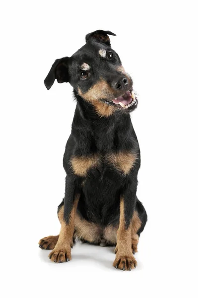 Studio shot of an adorable Deutscher Jagdterrier sitting and looking curiously - isolated on white background — Stock Photo, Image