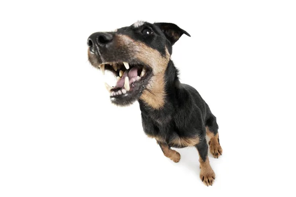 Wide angle shot of an adorable Deutscher Jagdterrier sitting with open mouth - studio shot, isolated on white background — Stock fotografie