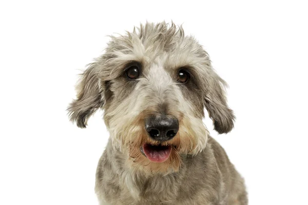 Portrait of an adorable wire haired dachshund mix dog looking funny with stand up hair — Stock fotografie