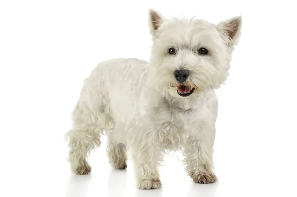 Studio shot of an adorable West Highland White Terrier standing and looking curiously at the camera — Stok fotoğraf