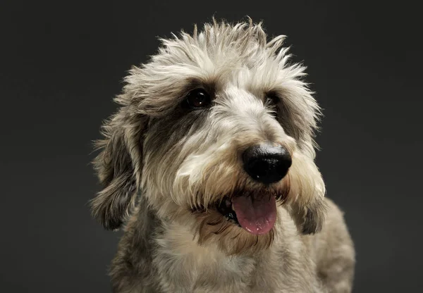 Portrait of an adorable wire haired dachshund mix dog looking funny with stand up hair — Stockfoto