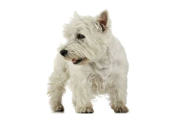 Studio shot of an adorable West Highland White Terrier standing and looking curiously — Stok fotoğraf