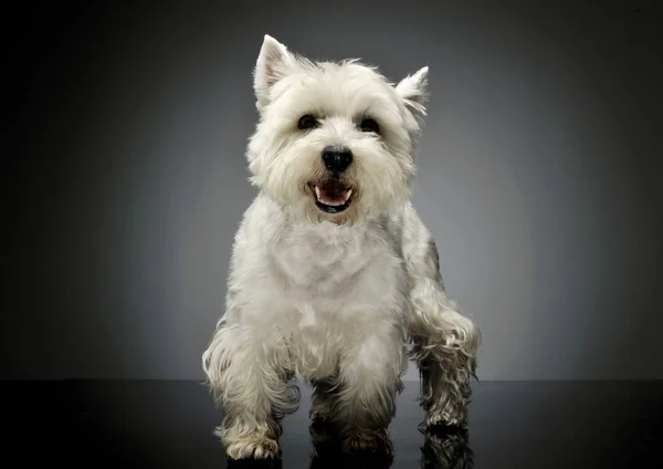 Estúdio tiro de um adorável West Highland White Terrier de pé e olhando curiosamente para a câmera — Fotografia de Stock