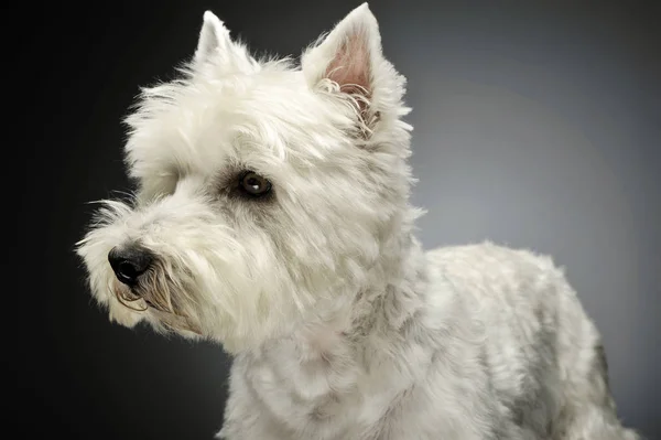 Retrato de un adorable West Highland White Terrier mirando curiosamente — Foto de Stock