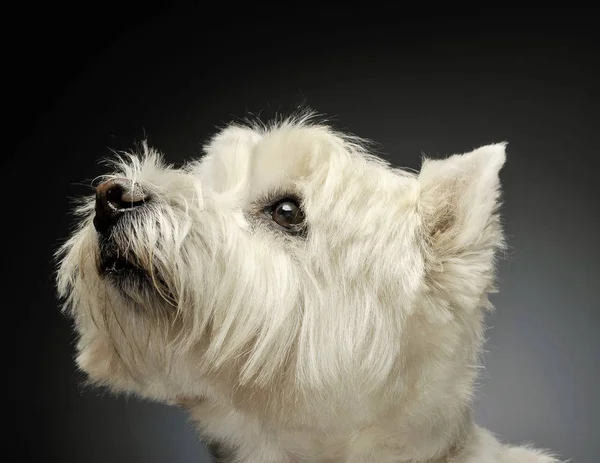 Portrait of an adorable West Highland White Terrier looking up curiously — Φωτογραφία Αρχείου