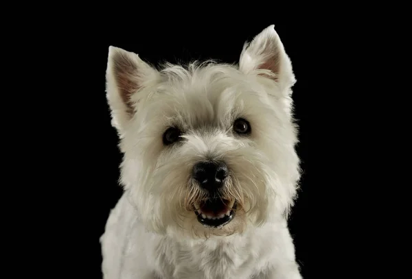 Portrait of an adorable West Highland White Terrier looking curiously at the camera — Stok fotoğraf