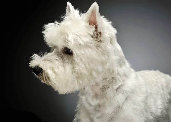 Portrait of an adorable West Highland White Terrier looking curiously — Φωτογραφία Αρχείου