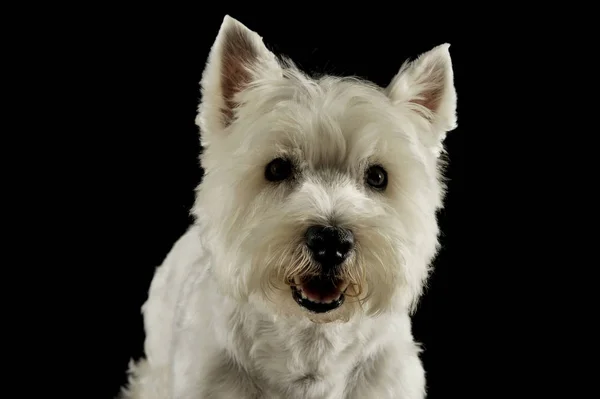 Portrait of an adorable West Highland White Terrier looking curiously at the camera — Φωτογραφία Αρχείου