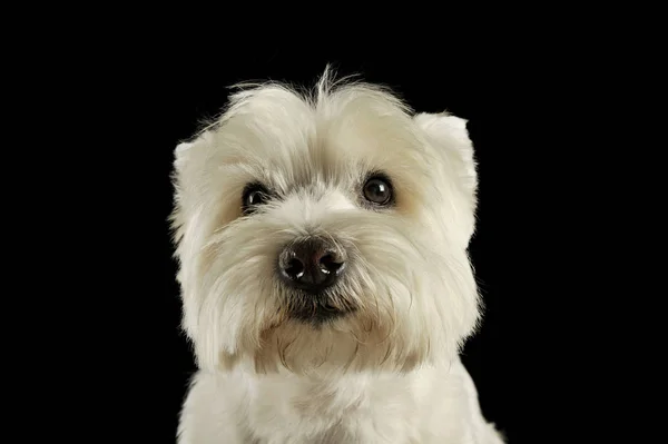 Retrato de um adorável West Highland White Terrier olhando curiosamente para a câmera — Fotografia de Stock