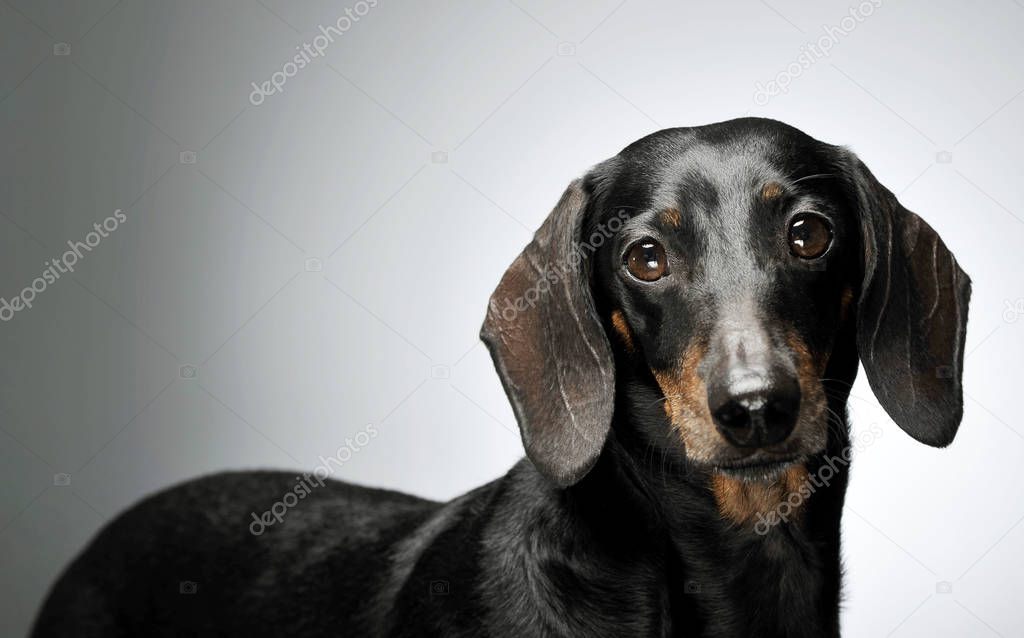 Portrait of an adorable black and tan short haired Dachshund looking curiously at the camera