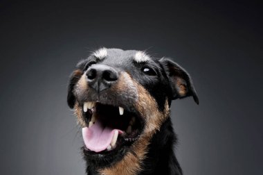 Portrait of an adorable Deutscher Jagdterrier looking satisfied