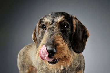 Portrait of an adorable wire-haired Dachshund looking satisfied - isolated on grey background. clipart