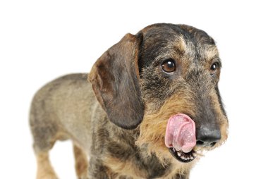 Studio shot of an adorable wire-haired Dachshund standing and licking his lips